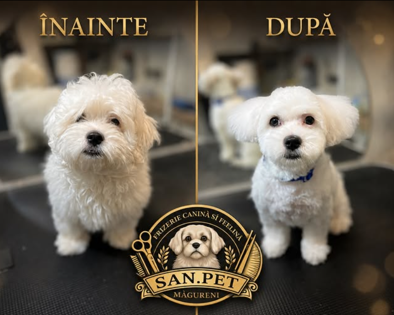 Transformare înainte și după — SAN.PET Măgureni, foto 3